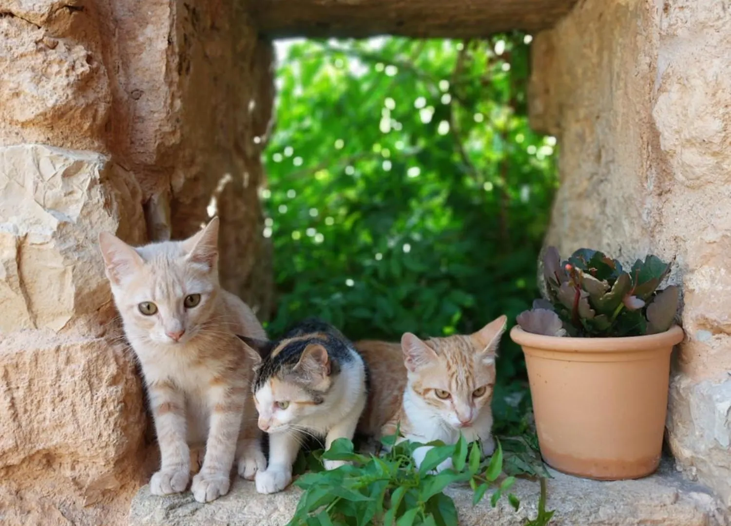 Finca Sa Cova Vella 마나코르 0*,