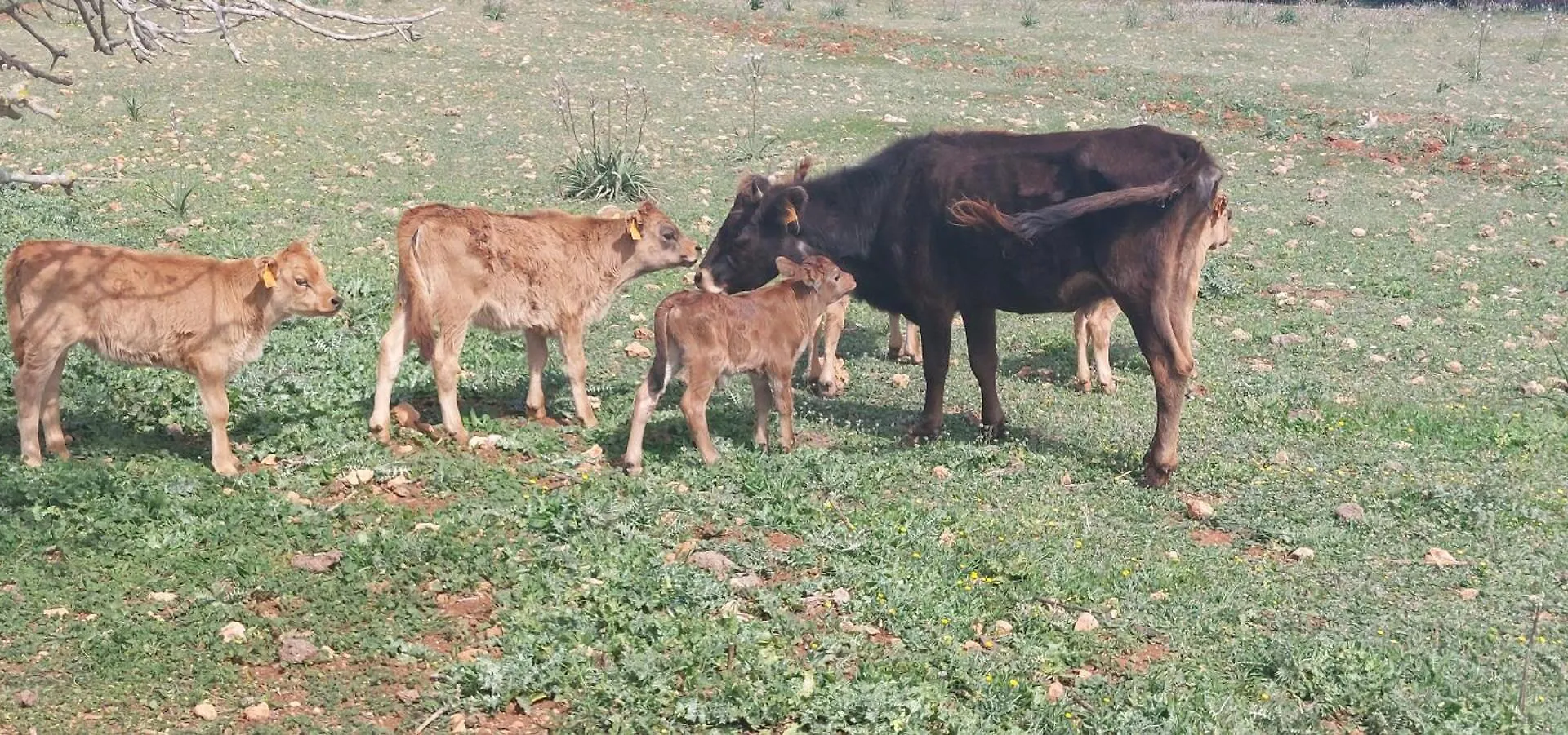 팜스테이 Finca Sa Cova Vella 마나코르 스페인