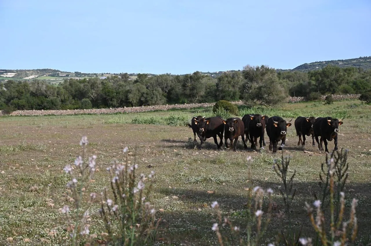 Finca Sa Cova Vella Manacor  Farm stay