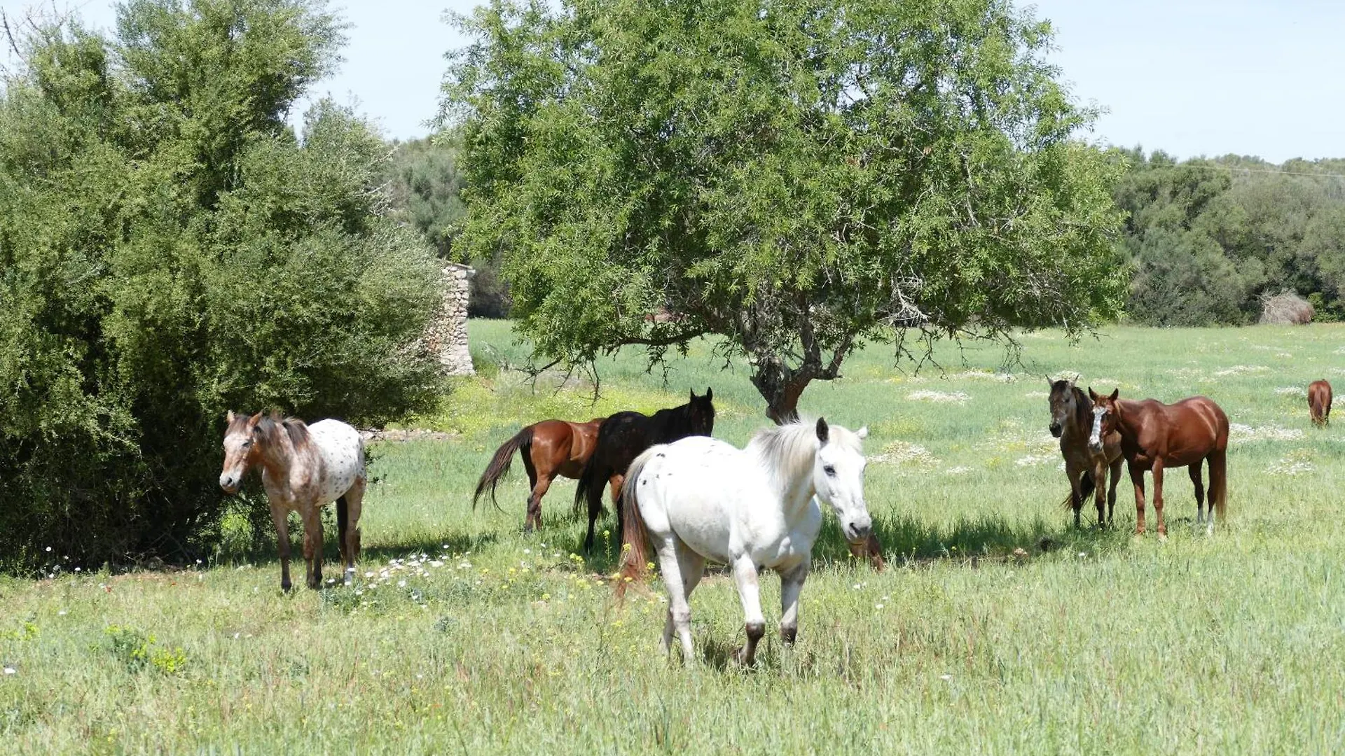 Finca Sa Cova Vella Manacor