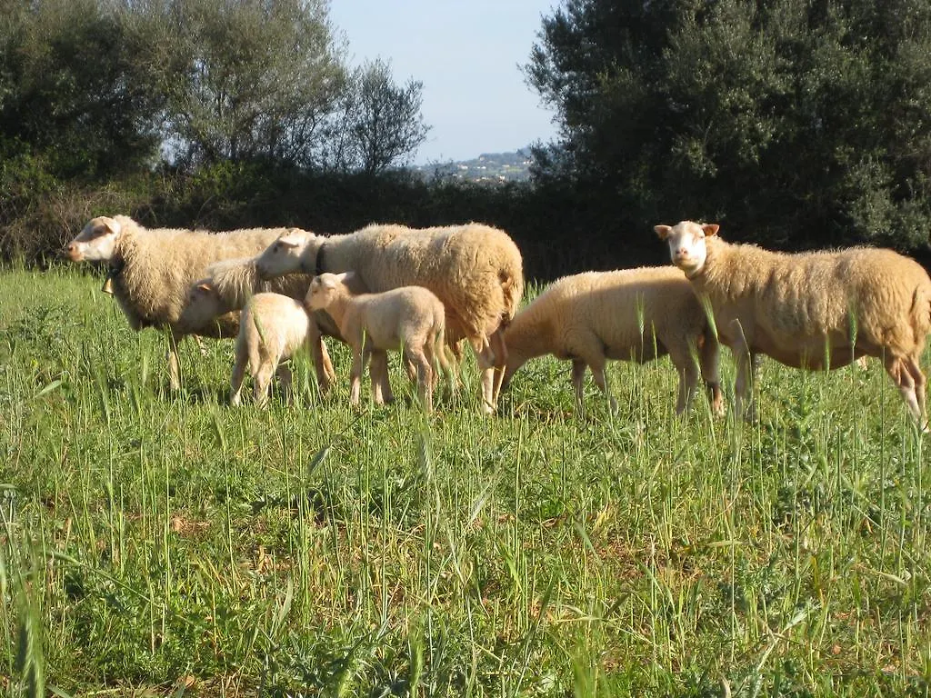 Finca Sa Cova Vella Manacor  Farm stay Manacor (Mallorca)